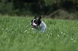 BOULEDOGUE FRANCAIS 740